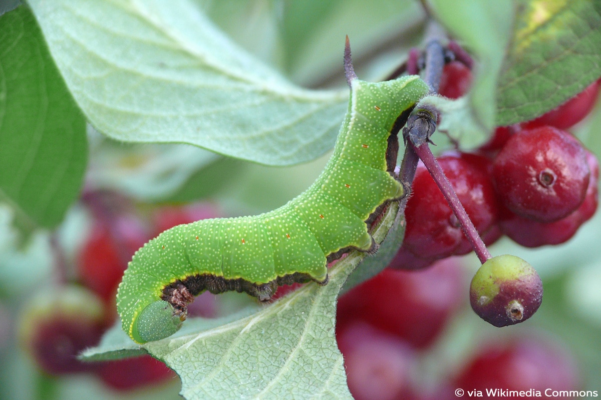 Hummelschwärmer (Hemaris fuciformis), Raupen mit Horn