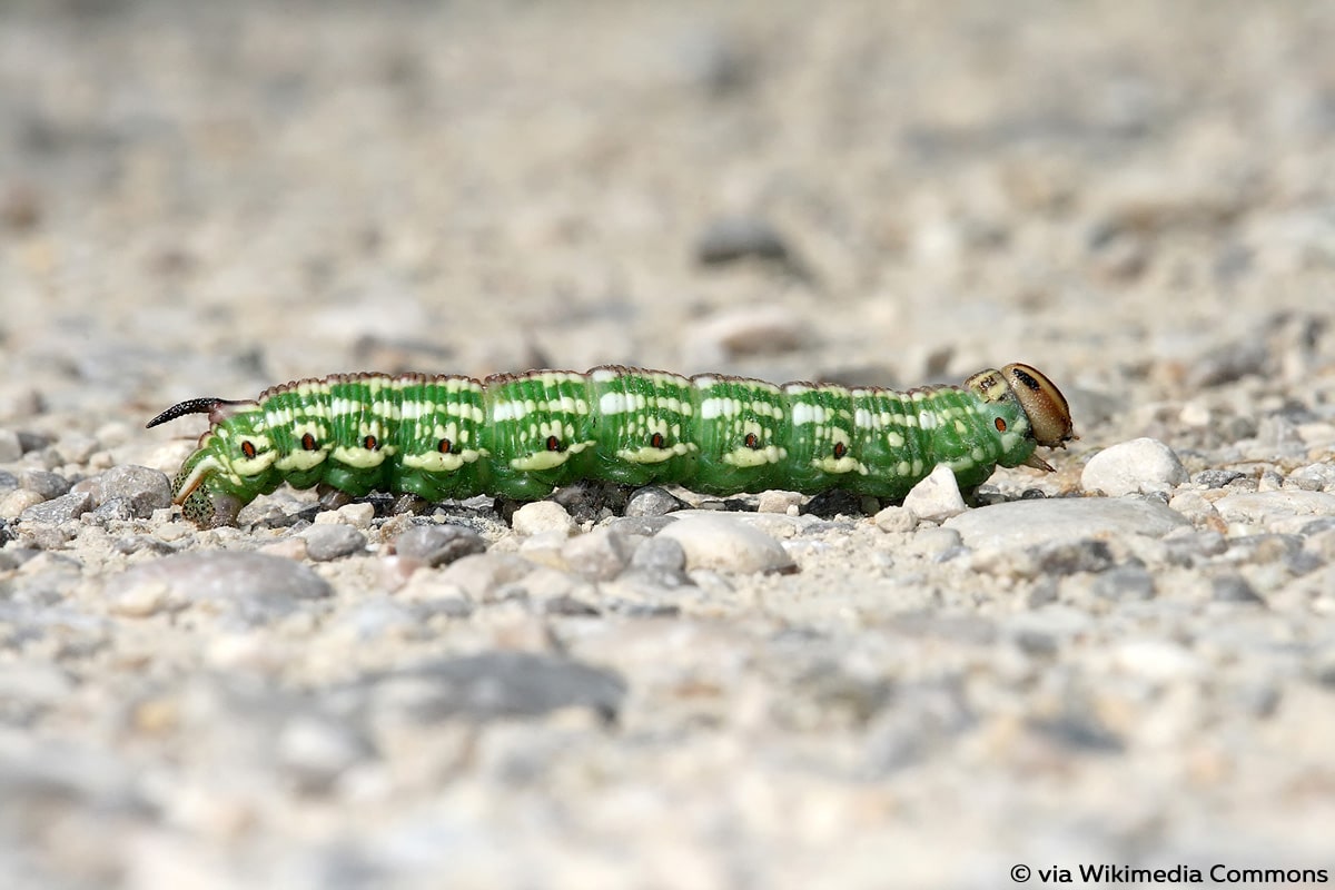 Kiefernschwärmer (Sphinx pinastri)