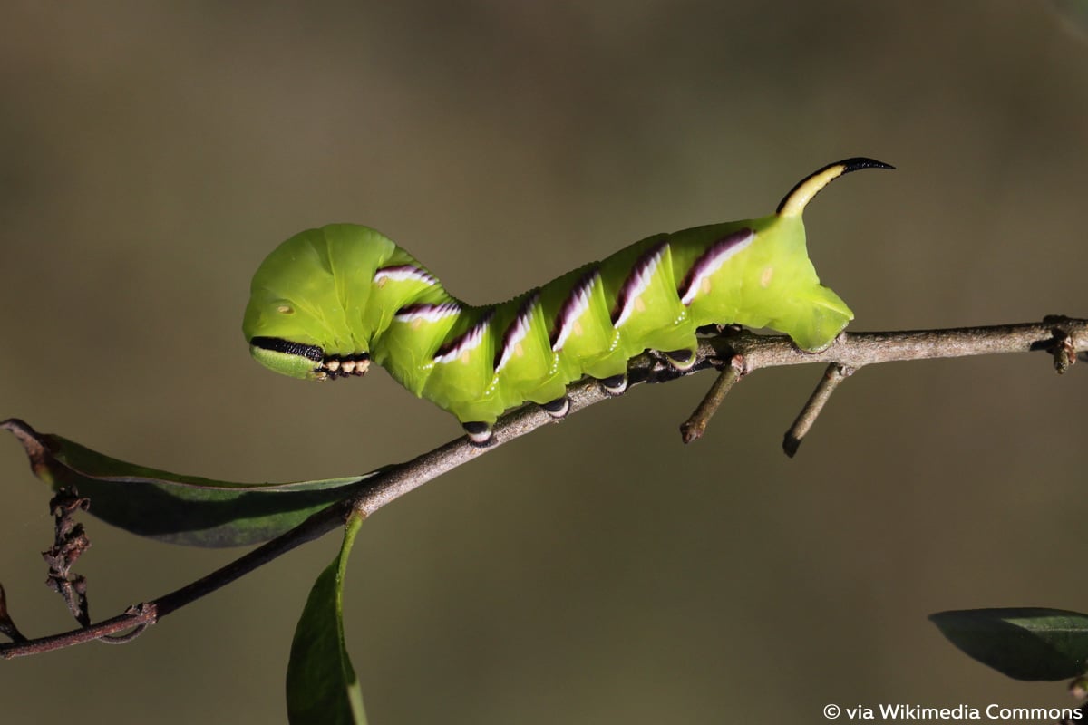 Ligusterschwärmer (Sphinx ligustri)