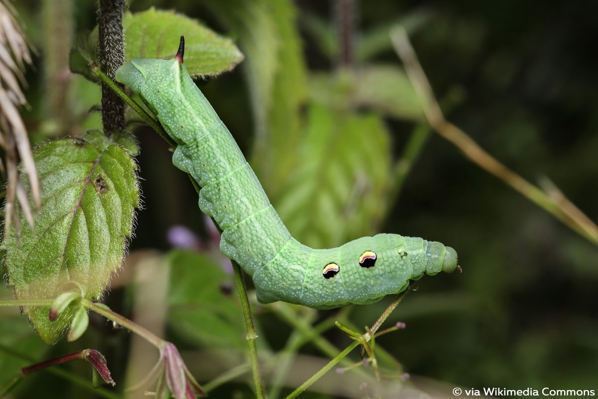 Mittlerer Weinschwärmer (Deilephila elpenor), Raupe mit Horn