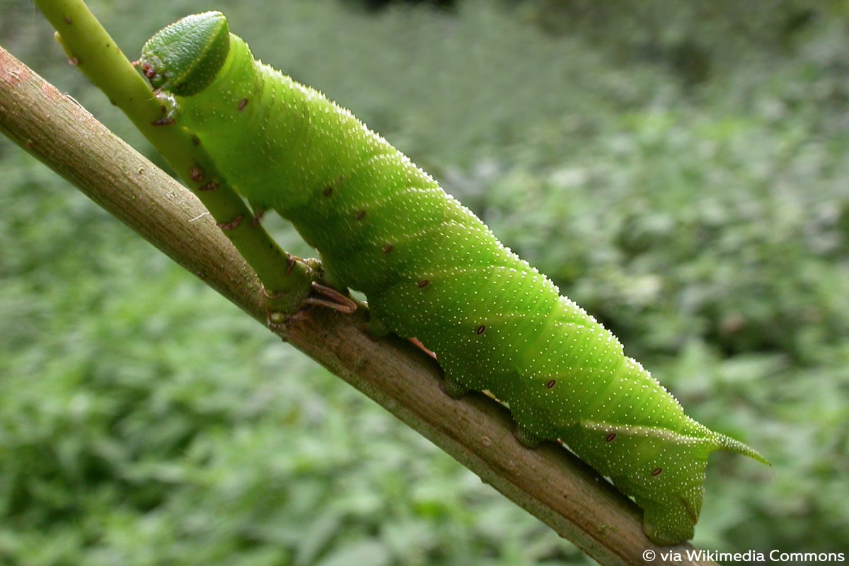 Pappelschwärmer (Laothoe populi), Raupe mit Horn