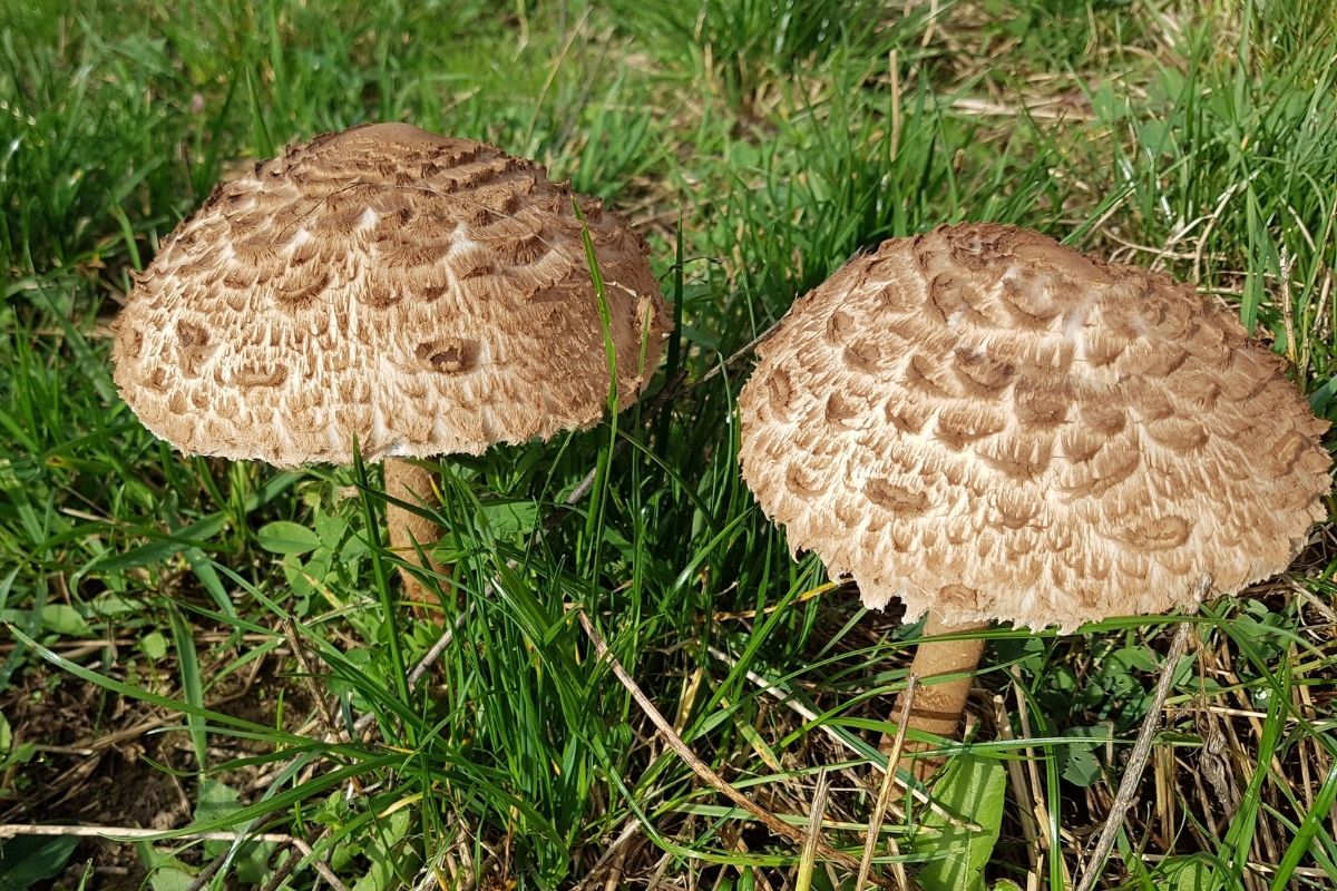 Riesenschirmling (Macrolepiota)