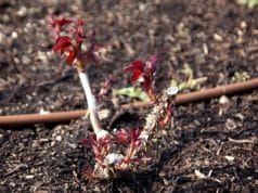 Sich rosenblätter ein rollen Rosen Schadbilder