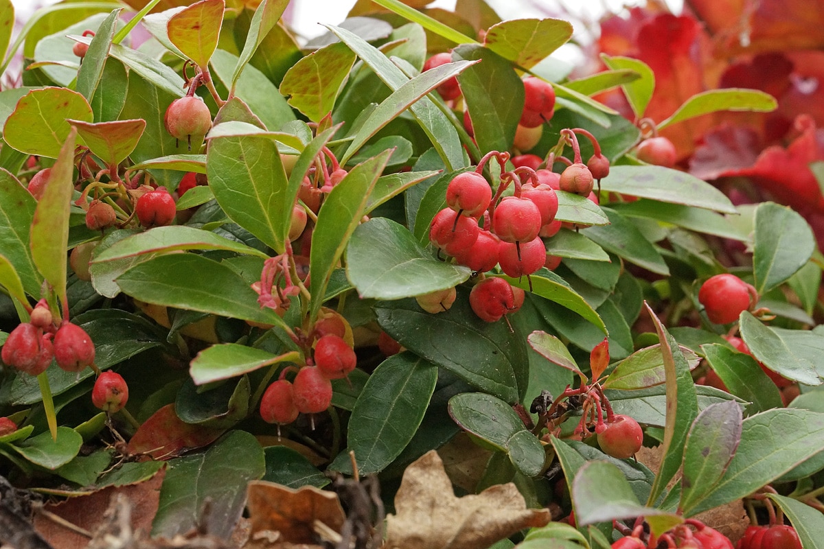 Rote Teppichbeere (Gaultheria procumbens)