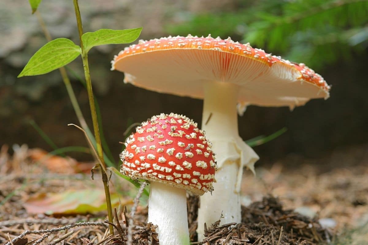 Roter Fliegenpilz (Amanita muscaria)