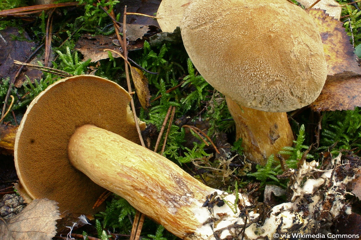 Sandröhrling (Suillus variegatus)