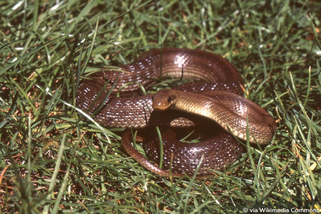 Äskulapnatter (Zamenis longissimus)