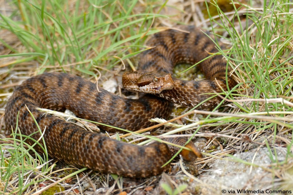 Aspisviper (Vipera aspis), Schlange