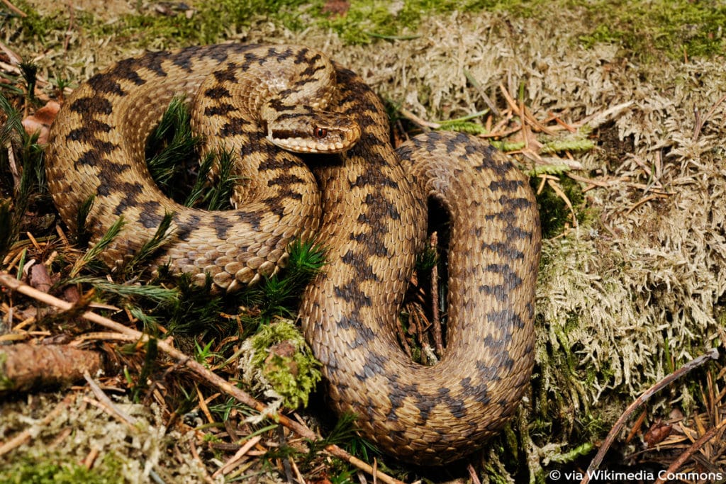 Kreuzotter (Vipera berus), Schlange