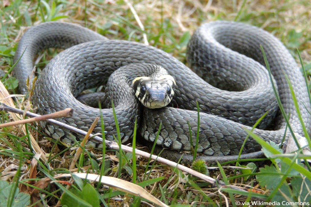 Ringelnatter (Natrix natrix), Schlange