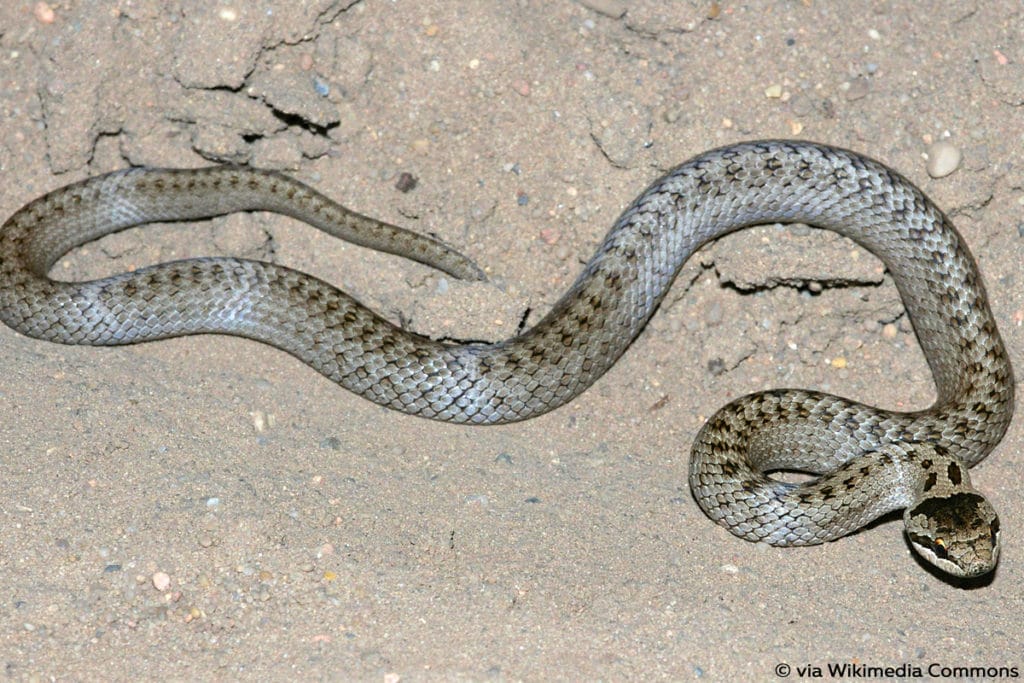 Schlingnatter (Coronella austriaca)