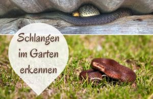 Schlangen im Garten