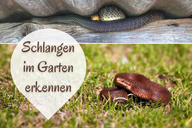 Schlangen im Garten