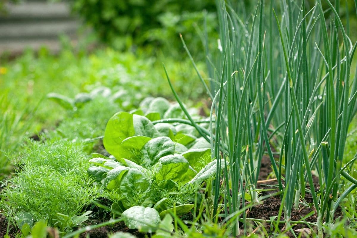 Schnittlauch, Allium schoenoprasum