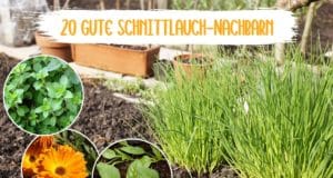 Schnittlauch Nachbarn