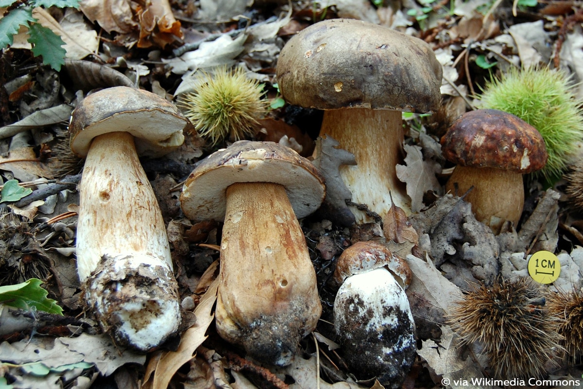 Schwarzhütiger Steinpilz (Boletus aereus)