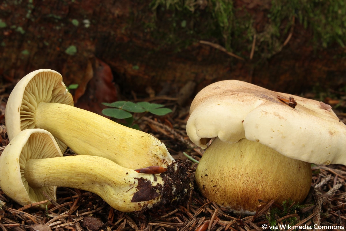 Schwefelritterling (Tricholoma sulphureum)