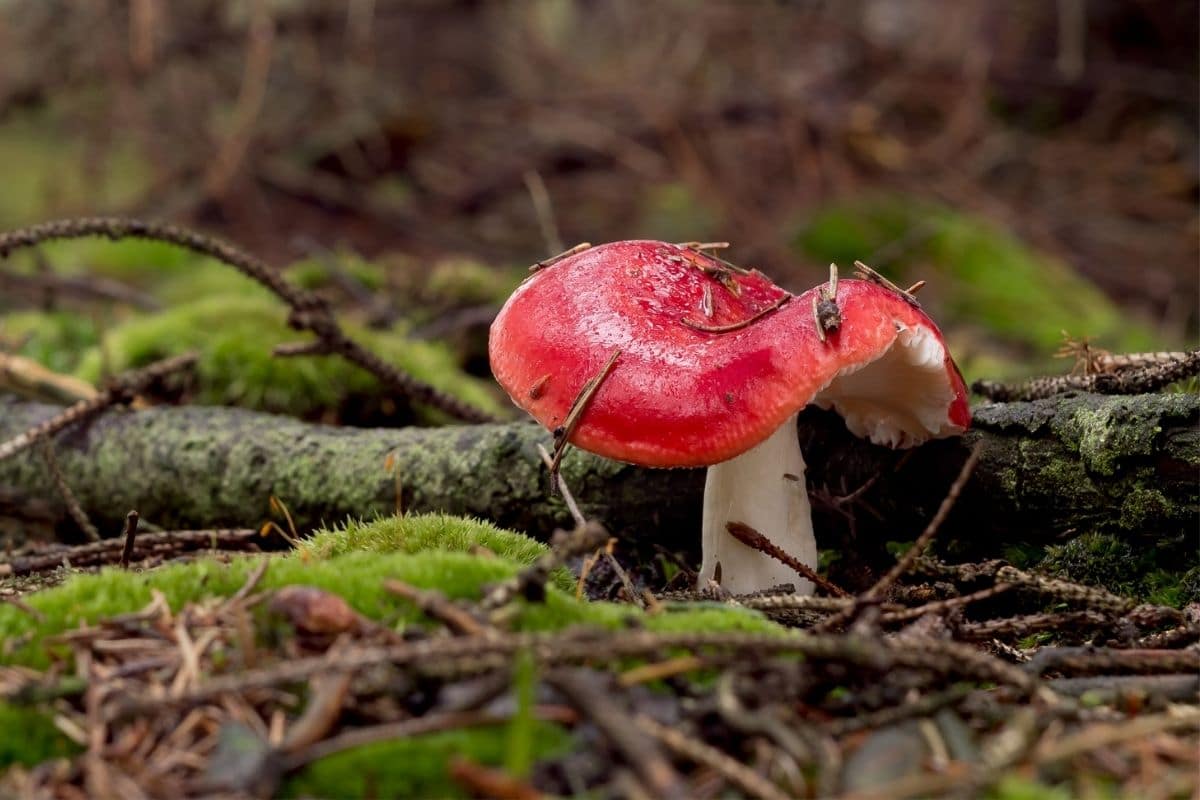 Speitäubling, Kirschroter Täubling (Russula emetica), Pilzarten