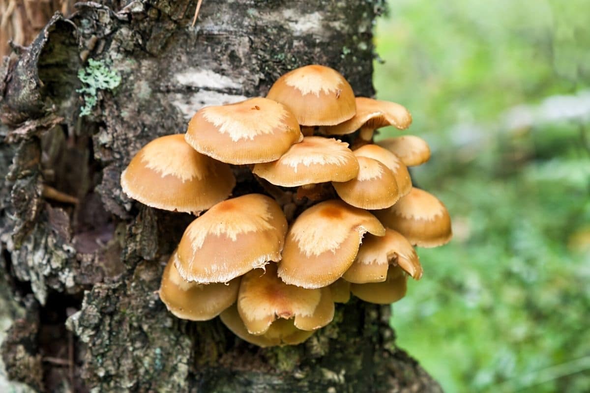 Stockschwämmchen (Kuehneromyces), brauner Pilz