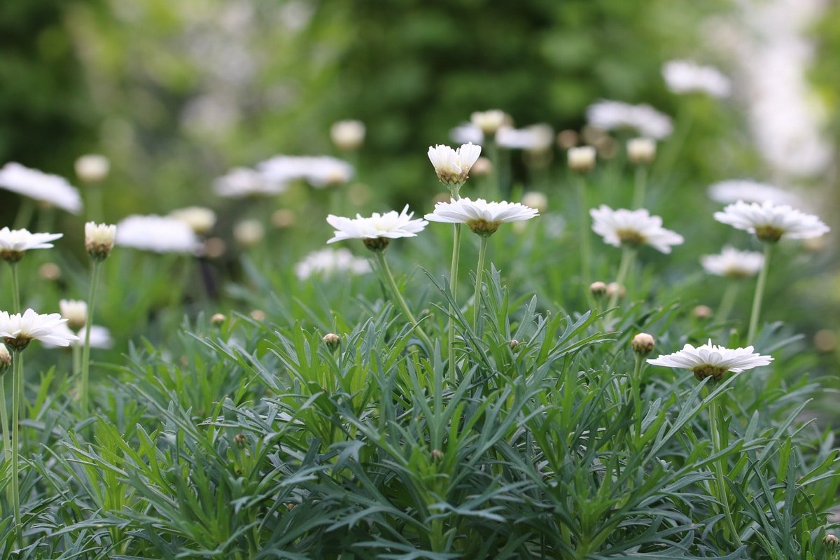 Strauchmargeriten (Argyranthemum)