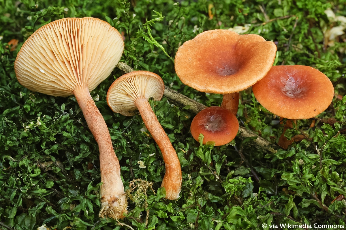 Süßliche Buchenmilchling (Lactarius subdulcis), brauner Pilz