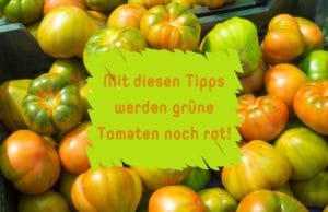 Tomaten nachreifen