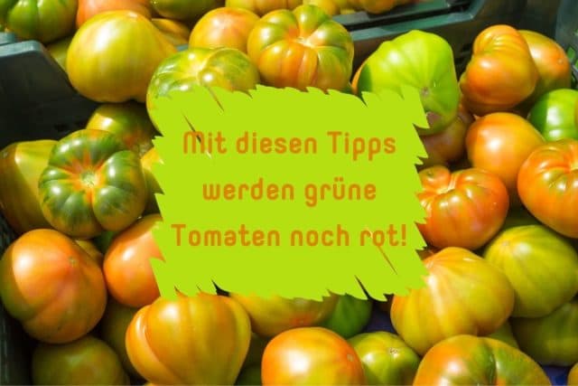 Tomaten nachreifen