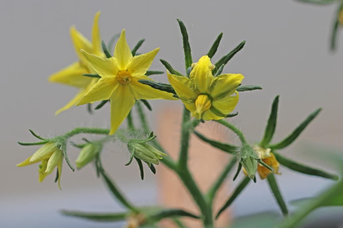 Tomatenblüten