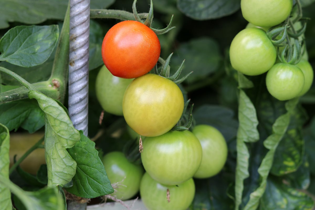 Solanum lycopersicum, Tomaten, Nachbarn