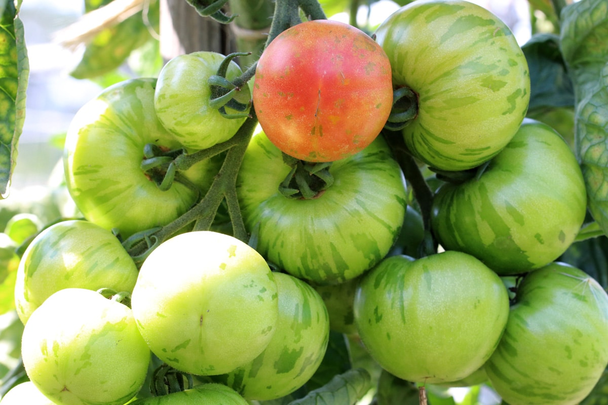 grüne Tomaten