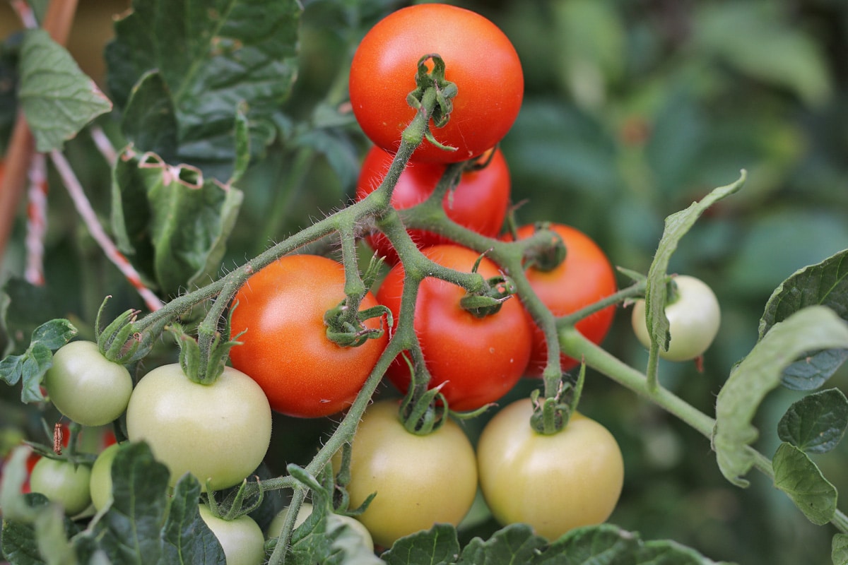 Solanum lycopersicum