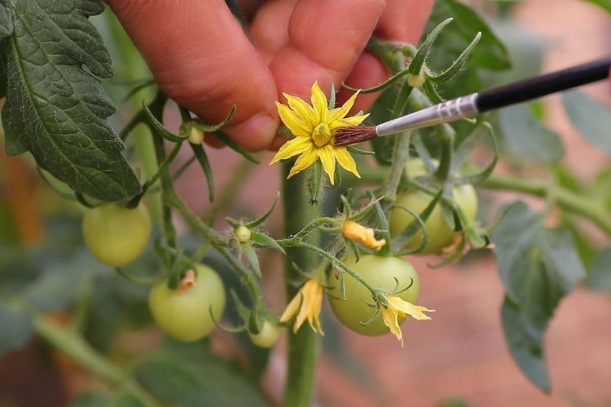 Tomatenblüten