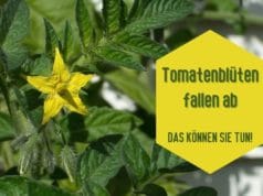 Tomatenblüten fallen