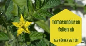 Tomatenblüten fallen