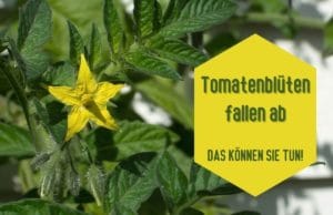 Tomatenblüten fallen