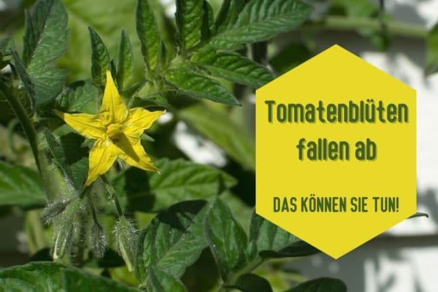 Tomatenblüten fallen