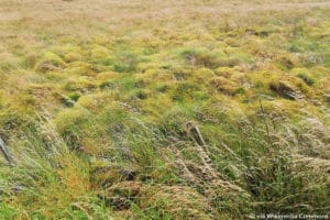 Hilfe: frisch gesäter Rasen und überall Unkraut - Gartendialog.de