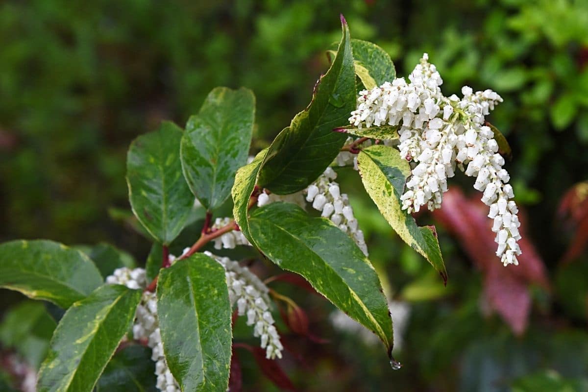 Traubenheiden, Leucothoe