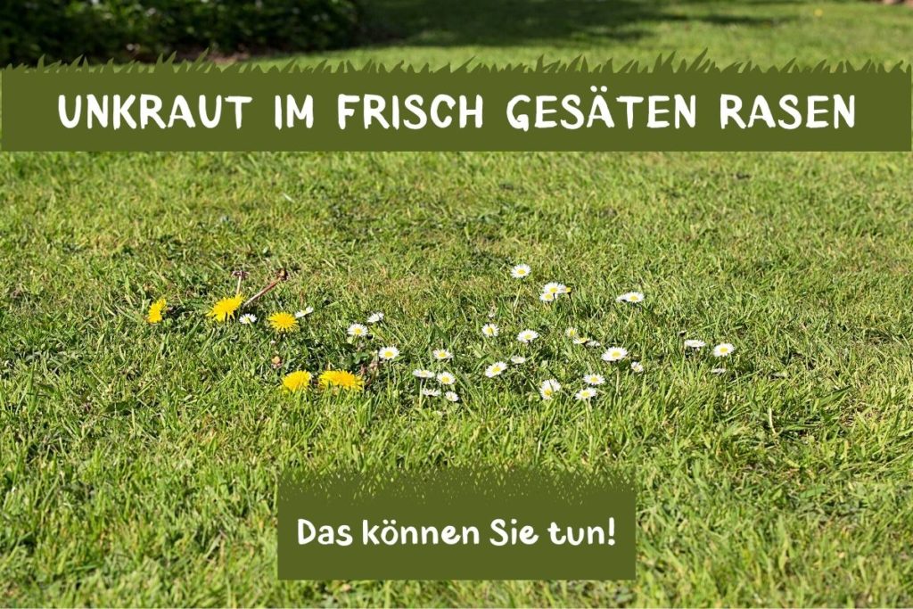 Hilfe: frisch gesäter Rasen und überall Unkraut - Gartendialog.de