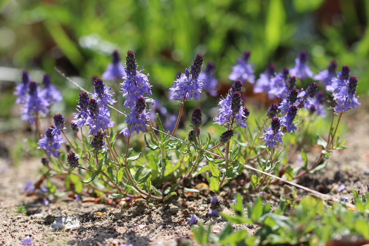 Veronica prostrata, Niederliegender Ehrenpreis