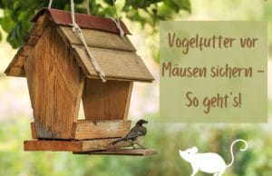 Vogelfutter vor Mäusen sichern