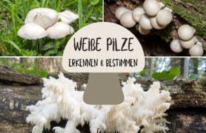 Weiße Pilze erkennen