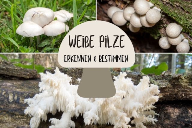Weiße Pilze erkennen