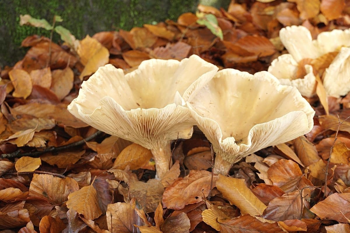 Feldtrichterling, Weißer Gifttrichterling (Clitocybe dealbata), Pilzarten