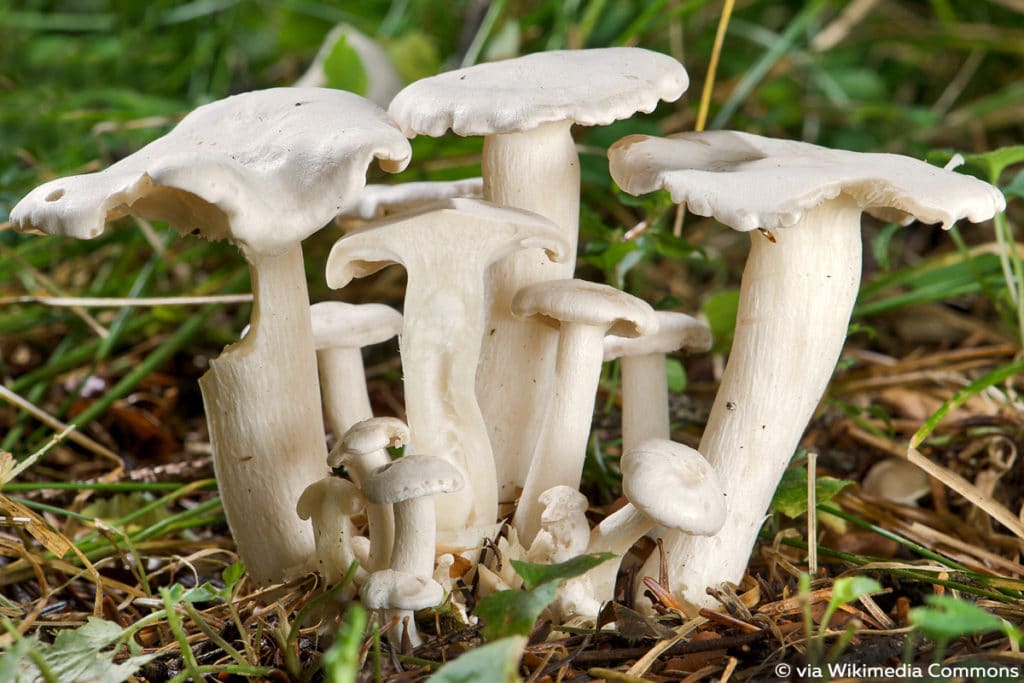 Weißer Pilz so bestimmen Sie ihn Gartendialog.de