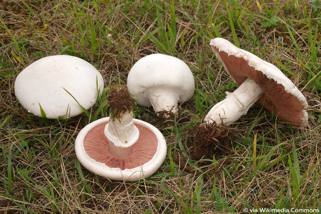 Lamellenpilz, Wiesen-Champignon (Agaricus campestris)