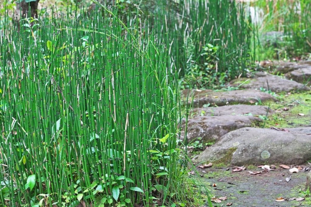 Winter-Schachtelhalm (Equisetum hyemale var. robustum), Winterpflanze