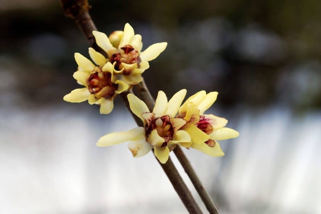 Winterblüher, Winterblüte (Chimonanthus praecox)