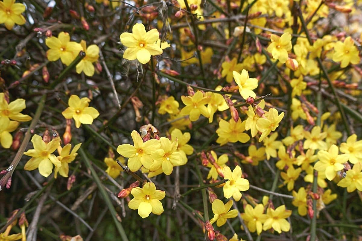 Winterjasmin (Jasminum nudiflorum), Winterblüher