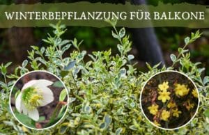 Winterpflanzen für Balkone